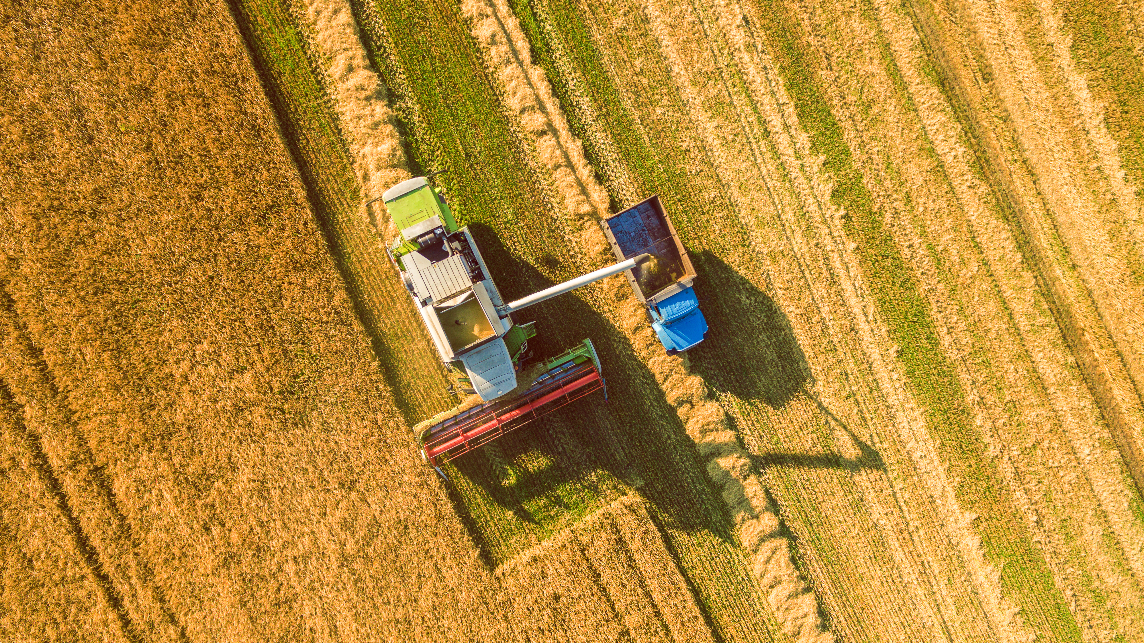 farmer field