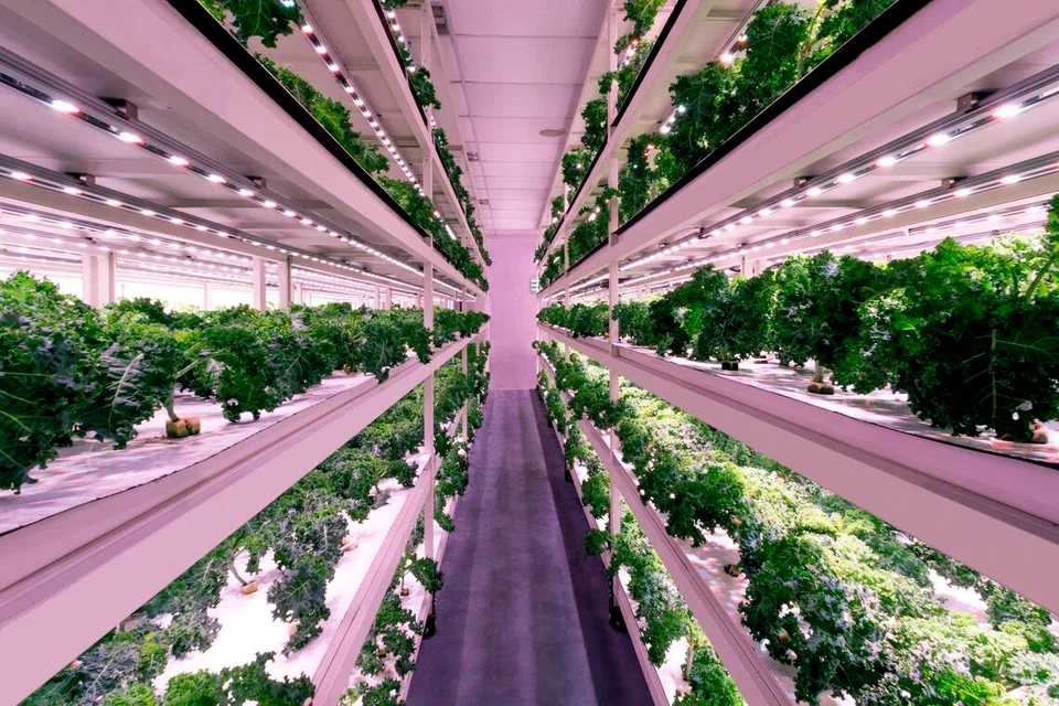 sg produce